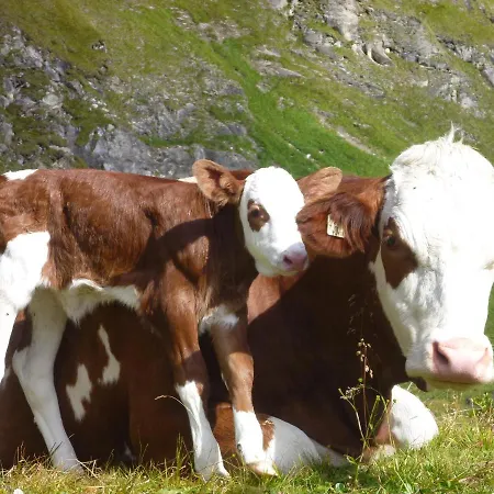 Alojamento de Turismo Rural Biohof Maurachgut Bad Hofgastein
