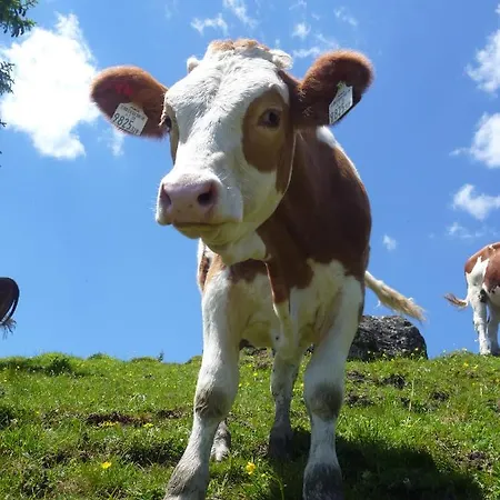 Alojamento de Turismo Rural Biohof Maurachgut