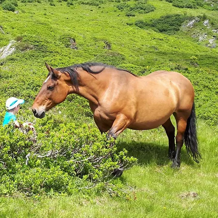 Alojamento de Turismo Rural Biohof Maurachgut *