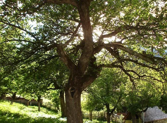 Biohof Maurachgut Бад Хофгаштайн