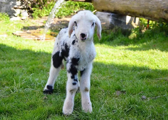 Biohof Maurachgut * Бад Хофгаштайн