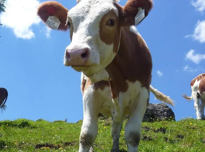 Фермерский дом Biohof Maurachgut